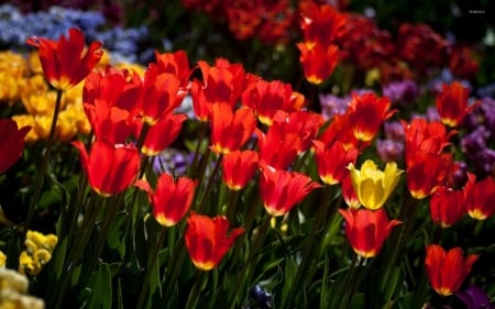 TULIPS - leaves, colors, stems, petals