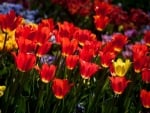 TULIPS