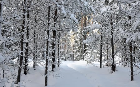 winter forest - forest, winter, trees, snow