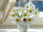 DAISIES