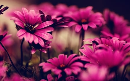 DAISIES - nature, color, stems, petals