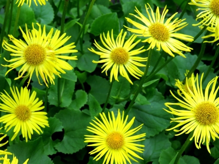 DAISIES - leaves, yellow, petals, green