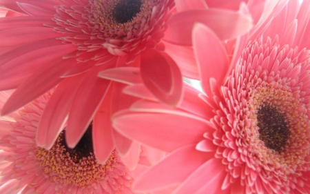 GERBERAS - daisies, petals, pink, nature