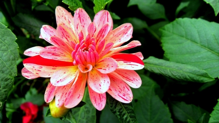 DAHLIA - leaves, petals, nature, colors