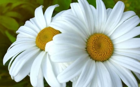 DAISIES - leaves, petals, nature, colors