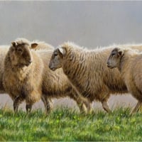 Sheeps without a shepherd