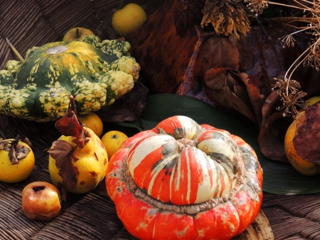 Autumn Bounty - harvest, fall, autumn, food, gourds