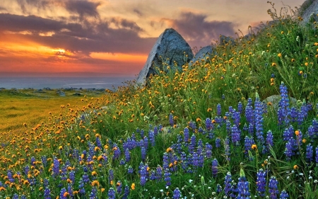 Sunset and Lupines