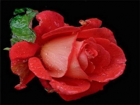 Beauty of a rose - black, rose, red, green