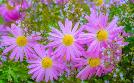 Beautiful chrysantemums - pretty, delicate, summer, beautiful, flowers, chrysantemum, garden, macro, field