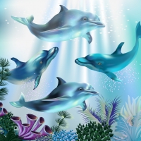 Friendly Dolphins