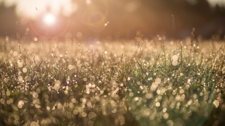 Lights in Field - summer, sunbeams, sunshine, grass, fall, autumn, lights, flare, field