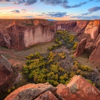 Trees in Canyon