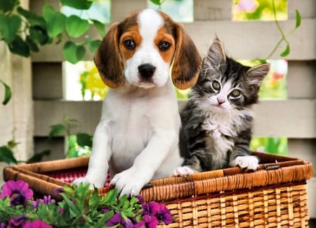 Puppy and Kitten in a Basket FC - pets, beautiful, photography, canine, photo, wide screen, flowers, basket, animal, dogs, kitten, feline, cats, puppy