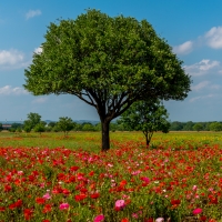 Field of Poppies and Trees