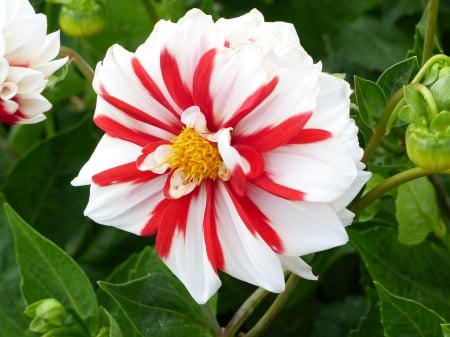 Dahlia - white, dahlia, red, green, plant, summer, flower