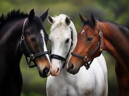 Equine trio - horses, white, three, brown, black