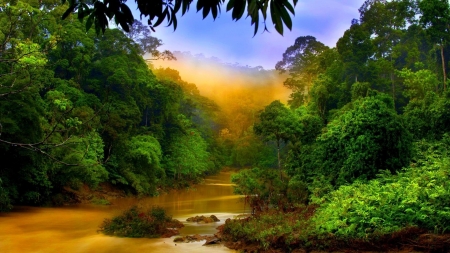 Rain forest river - river, foreast, nature, rain, tree