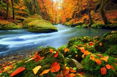 Autumn River - river, Autumn, trees, leaves