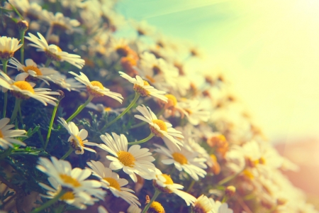 â™¥ - nature, field, flowers, soft