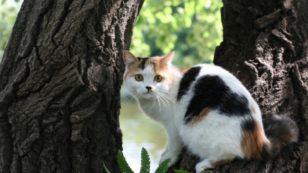 Looking at you. - alone, trees, cat, looking