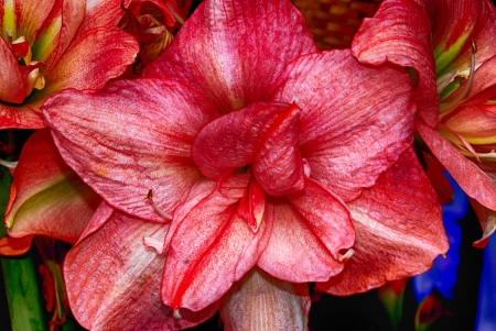 Red flower - thailand, flower, red, beautiful