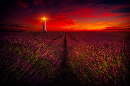 Lavender field at sunset - red, lighthouse, beautiful, photo, fiery, sky, field, lavender, sunset