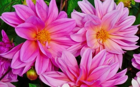 Pink chrysantemums