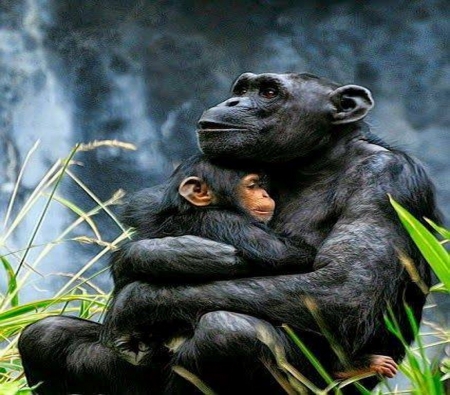 Safe and warm - mother, love, baby, chimps