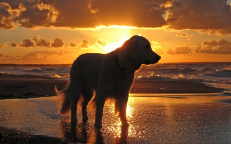 labrador - labrador, animals, dogs, cute