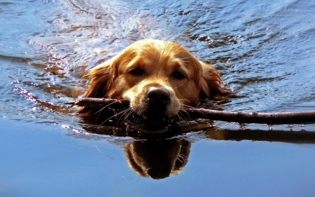 fetch - cute, animal, golden retriever, dogs