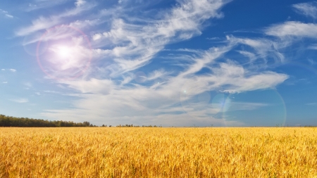 Bright Morning Field - sky, sunshine, flare, sunlight, wheat, field, grass, oats