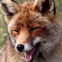 Laughing Fox