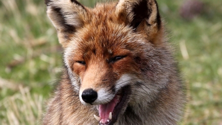 Laughing Fox