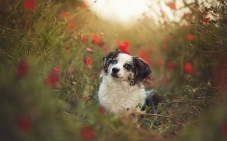 border collie - cute, dog, animal, border collie