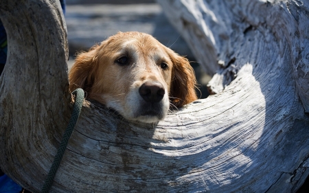 look at me - golden retriever, animal, cute, dog