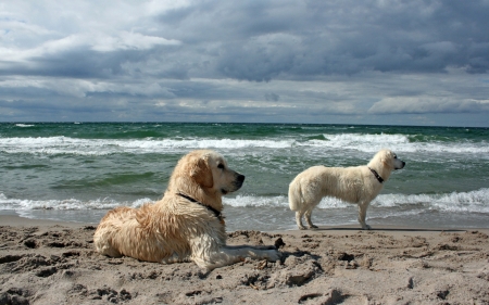 on guard - dogs, cute, lovable, golden retriever