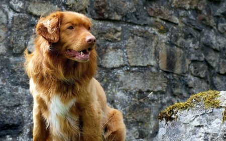 over here - golden retriever, intelligent, lovable, cute