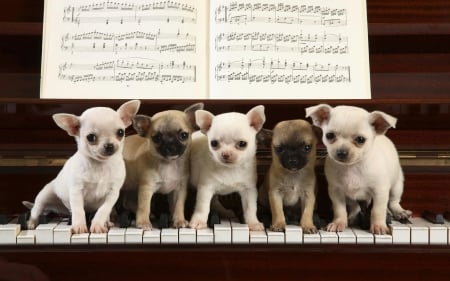 sing us a song dogs - small, cute, adorable, puppies