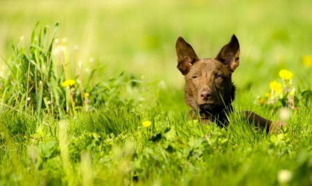 dogs - lovable, cute, dog, grass