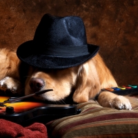 music dog