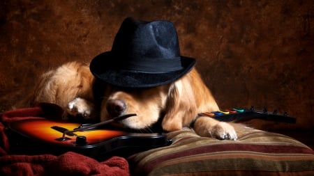 music dog - golden retriever, funny, cute, humour