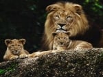 King and cubs