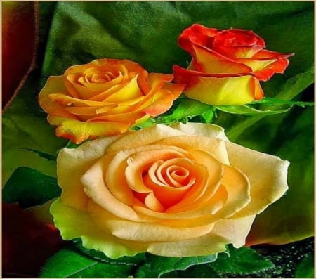 October roses - flowers, orange, yellow, roses