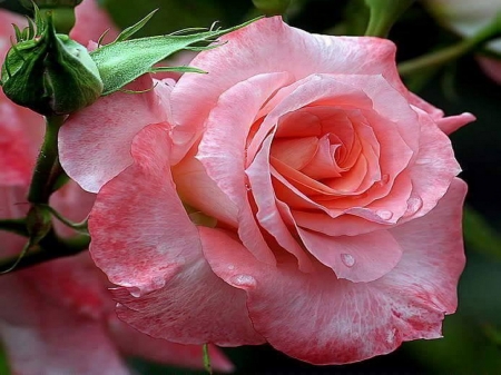 Dew kissed  rose - rose, white, flower, pink