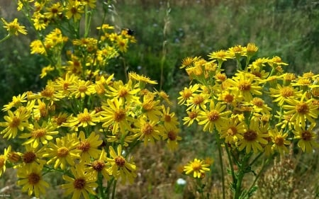 yellow flowers - plants, flowers, yellow, summer