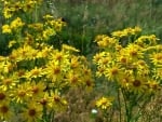 yellow flowers