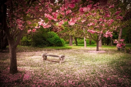 â™¥ - bench, trees, pink, spring