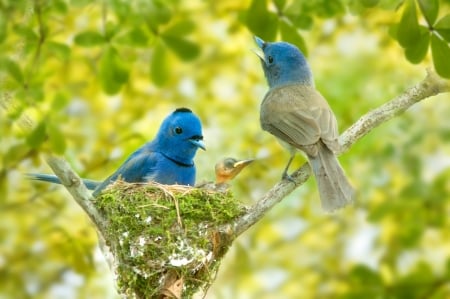 Birds - bird, nest, blue, green, pasare, baby, couple, family