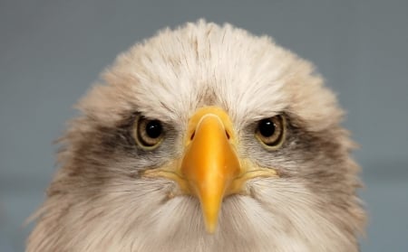 Eagle - face, white, eagle, pasare, bird, yellow, head